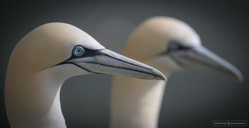 A Pair of Northern Gannets