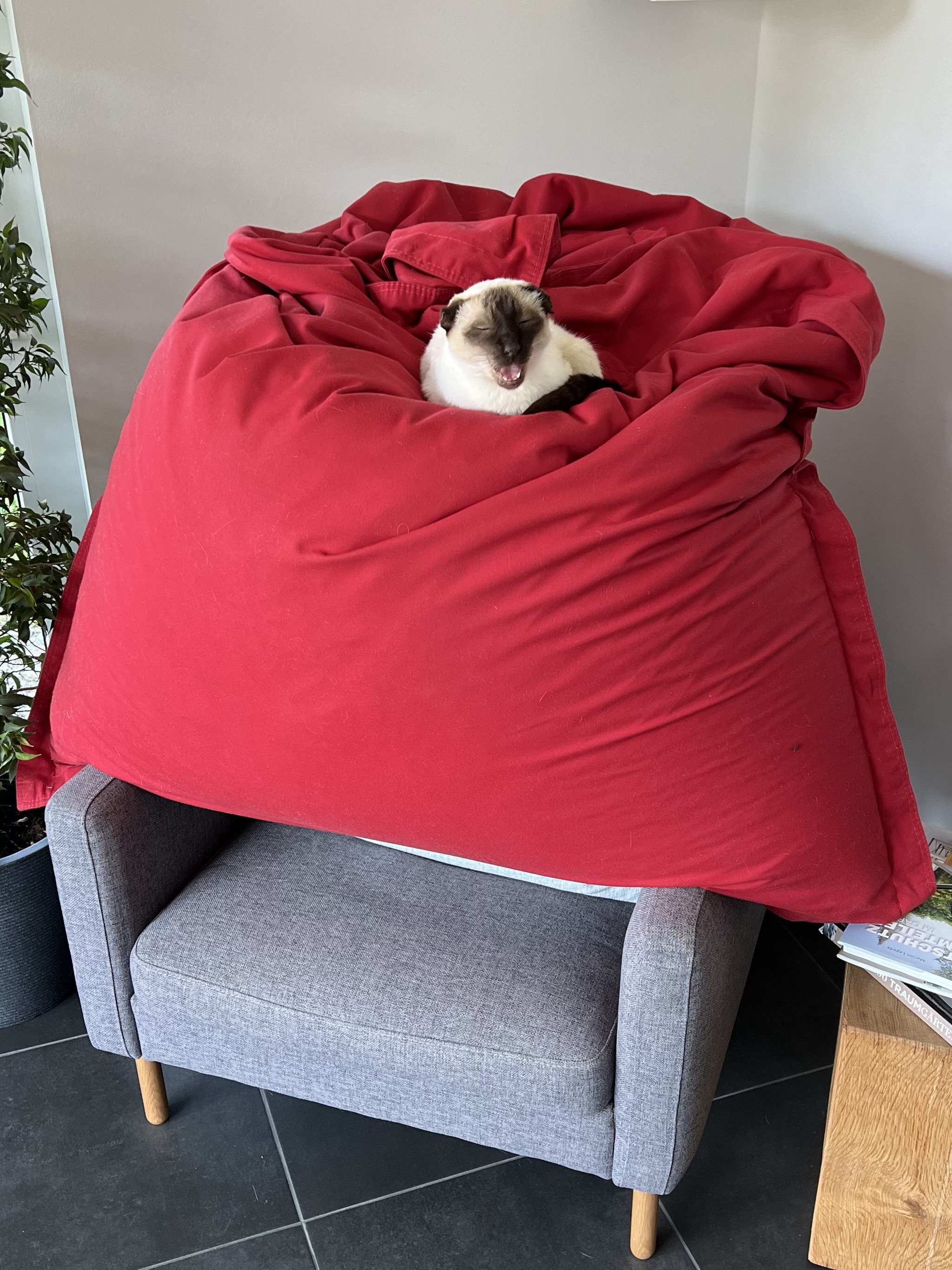 Siamese cat laying on top of a red bean bag placed on top of a gray armchair 