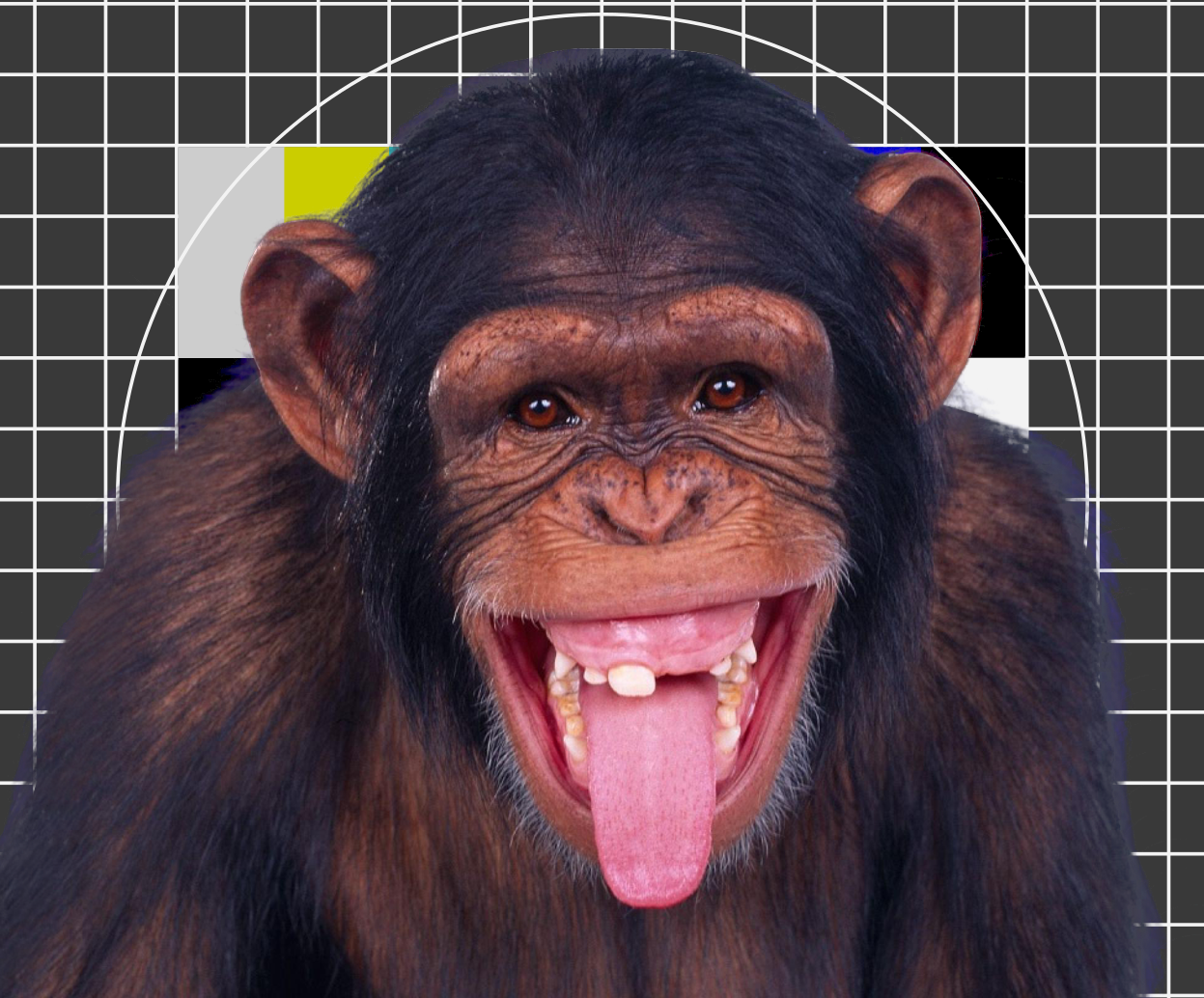 Monkey behind a test image