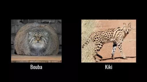 Meme image.  On the left side is a picture labeled "bouba", of a manul looking extremely fluffy and round, with its distinctive round pupils clearly visible. Its fur is mostly a sort of orangeish brown color, with light whitish fur under the chin and on its "chest".  On the right side of the meme is a picture labeled "kiki", of a long-legged, pointy-eared, serval with black spots and stripes on its golden yellow fur.