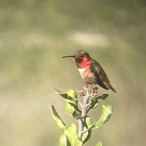 A small green and orange bird with a metallic red throat and a long slender bill perches on a branch.