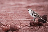 Galapagos Mockingbird