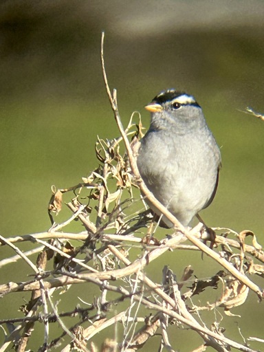 A sparrow sits perched in dry brush. Its chest A small bird is perched in dry brush. The bird's chest is grey, itsbill is yellow and its head is marked with black and white banding.