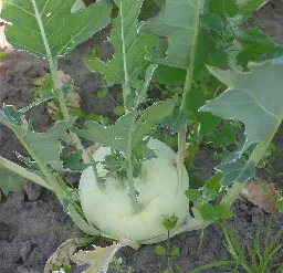 Foto von Kohlrabi auf dem Feld