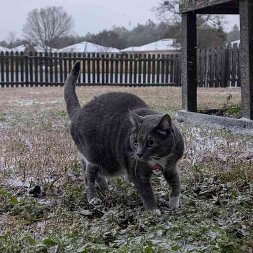 cat in a small amount of snow