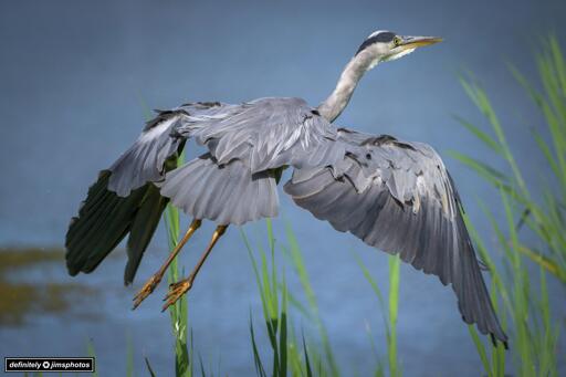A grey heron glides gracefully over a rippling body of water, its wings fully outstretched in flight. The bird’s slate-grey feathers catch the light, and its long legs trail behind in a smooth arc. Behind it, tall green reeds line the bank