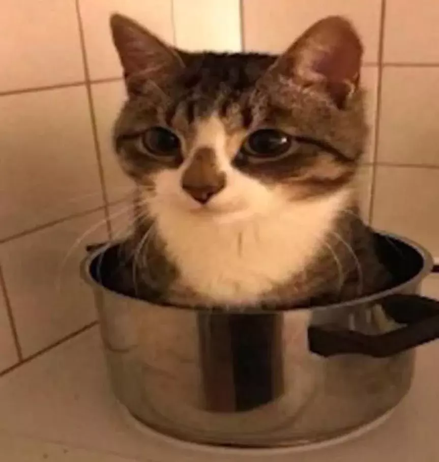 cat in pot