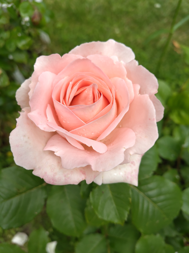 a rose