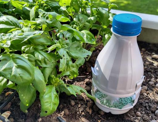 Foto ravvicinata di uba fiorirera. Sula sinistra si vedono alcune piante di basilico. Al centro una bottiglia di plastica ritagliata e modificata in modo che lateralmente sia aperta e contiene del lumachicida