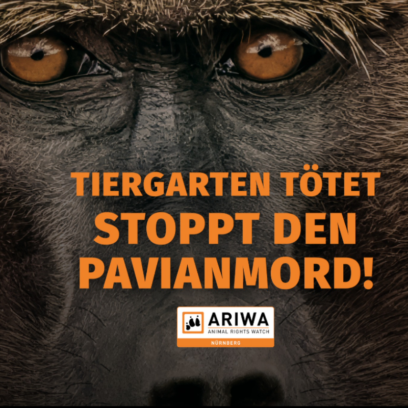 Stoppt den Pavianmord