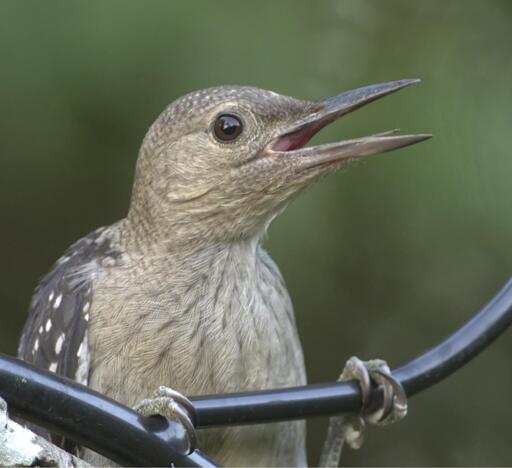 A gray bird with an open beak is perched in a sort of "chin up" posture wthat makes it look like birb is griping about something while just casually doing a few chin ups. THis is my fledgling Red-bellied Woodpecker that has been hanging around the yard. Photo by Peachfront. July 8, 2025.