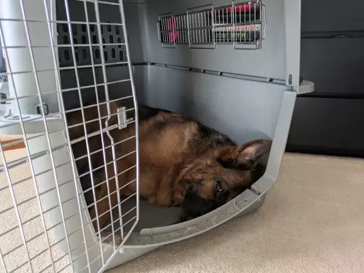 German Shepherd attempting to nap in her kennel