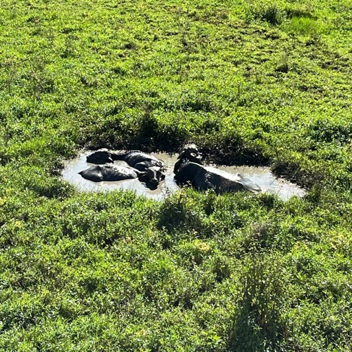 Three water buffaloes are lying in a small muddy waterhole surrounded by lush green grass. The animals are partially submerged in the water, appearing to cool off under bright sunlight. The surrounding field is open and grassy with no visible structures.